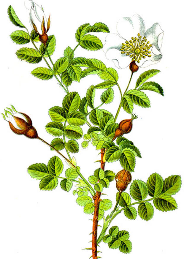 Rosa_spinosissima