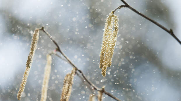 Вирусолог Викулов: сезон аллергии в Москве начнётся не раньше марта