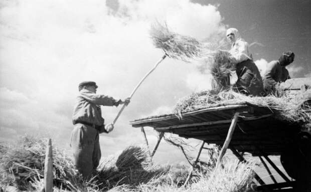 Заготовка сена. УССР, 1950-е годы.