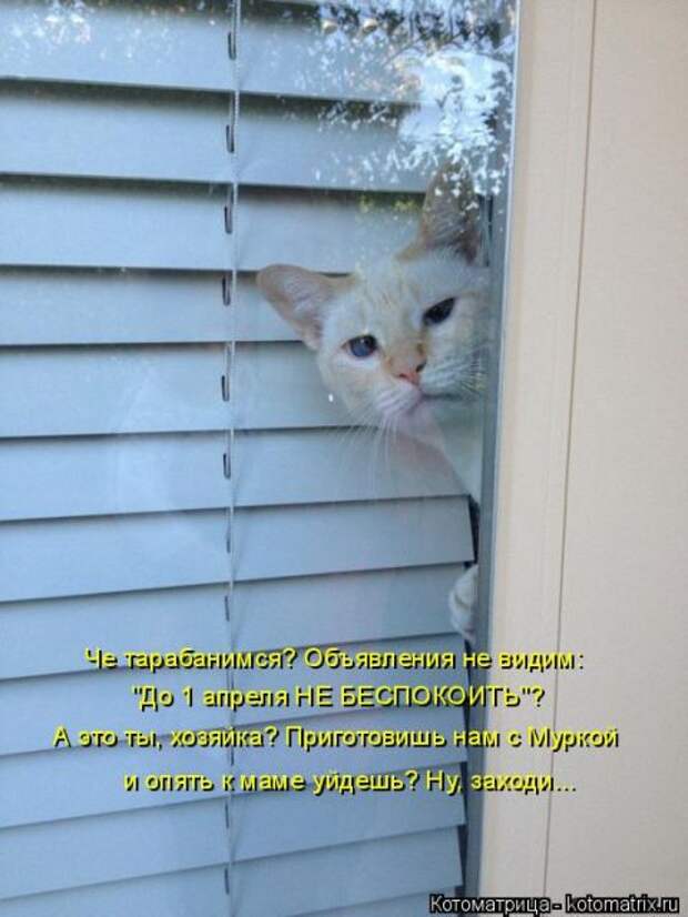 Лучшие котоматрицы недели (50 фото)