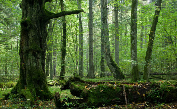 Древнейшие леса мира