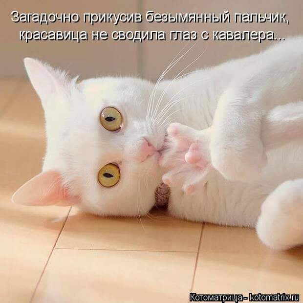 Котоматрица: Загадочно прикусив безымянный пальчик, красавица не сводила глаз с кавалера...