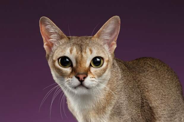 Всегда котенок – 5 самых миниатюрных пород кошек