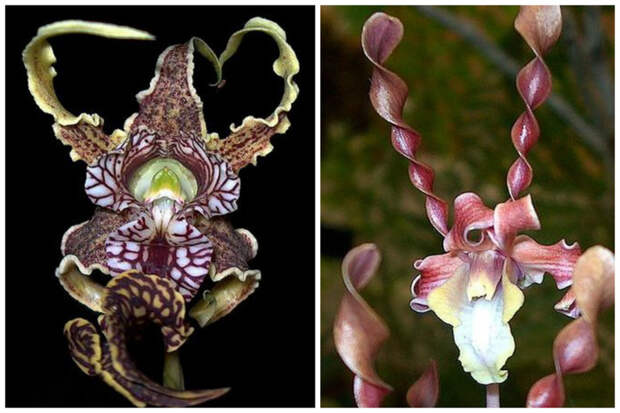 Dendrobium spectabile flower и Dendrobium Helix Orchid интересное, красота, орхидеи, флора, цветы