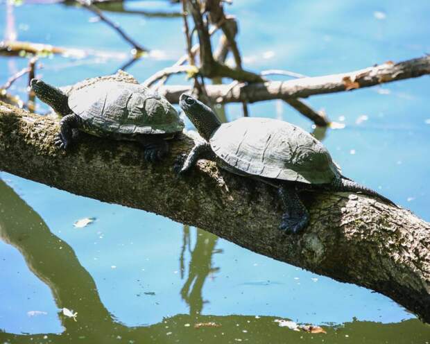 В парке «Кузьминки-Люблино» замечены болотные черепахи