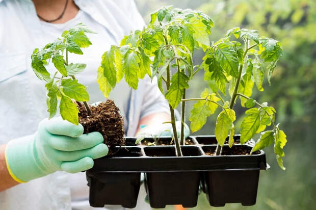 Крепкая рассада томатов за 30 дней без подкормок: метод, который работает