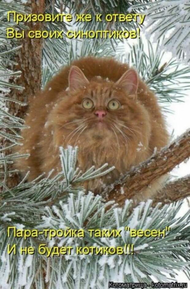 Котоматрица Котоматрица