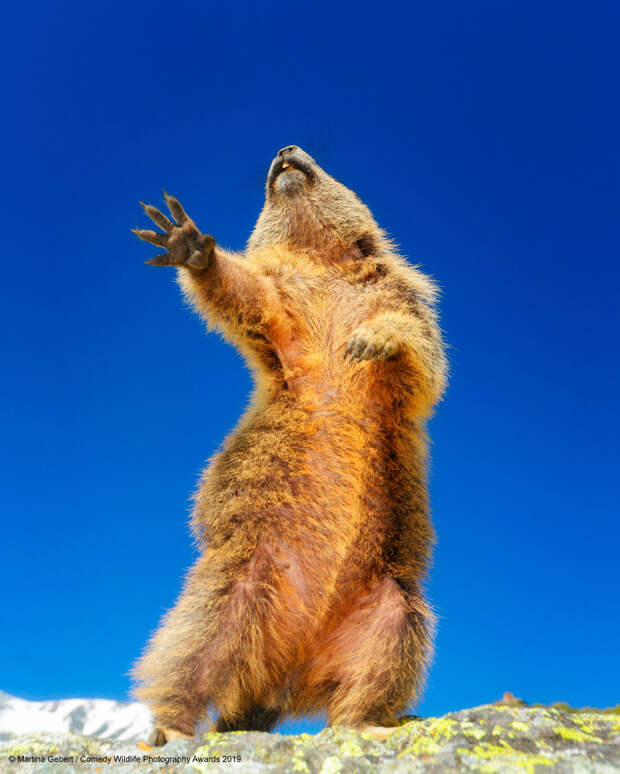 Призеры конкурса фотографий Comedy Wildlife Photography Awards 2019