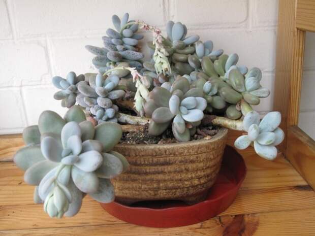 Пахифитум яйценосный (Pachyphytum oviferum)