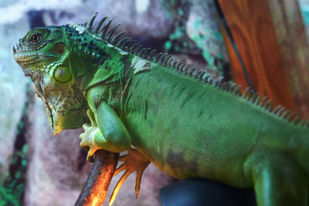 The Guardian: во Флориде усыпили более 5 тыс. игуан после резкого похолодания