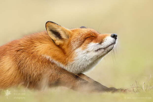 Дикие лисы в фотографиях Roeselien Raimond