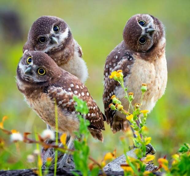 kartinok-veselyh-interesnyh-kartinki-smeshnye-kartinki-fotoprikoly kartinok-veselyh-interesnyh-kartinki-smeshnye-kartinki-fotoprikoly