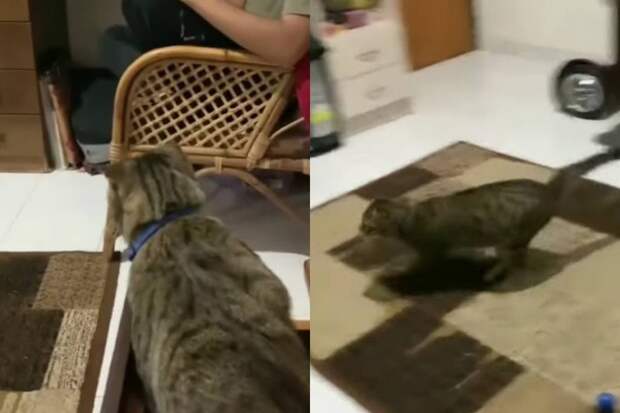 «Руки прочь от моих вещей»: отомстивший другу хозяина кот попал на видео