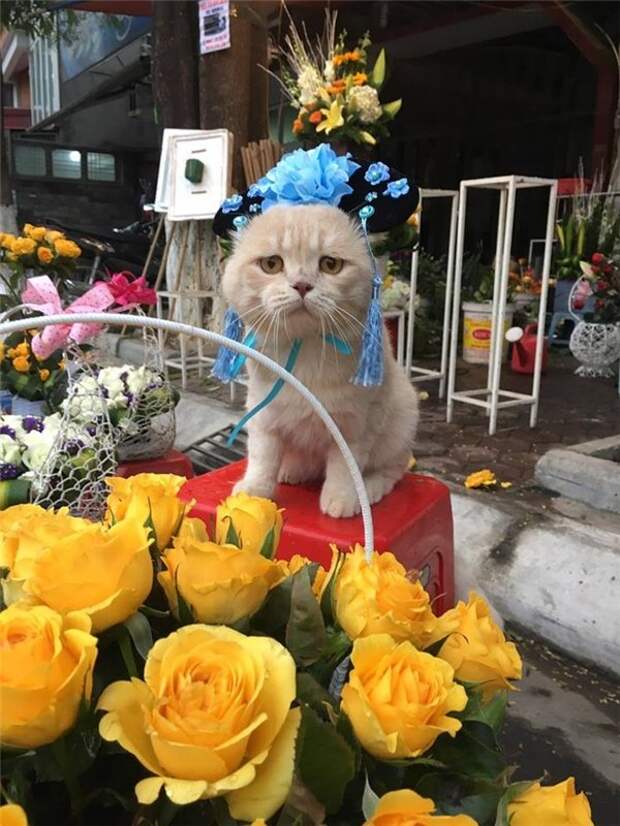 Самый очаровательный продавец рыбы,который покорит ваше сердце Вьетнам, кошки, продавец, рыба, юмор