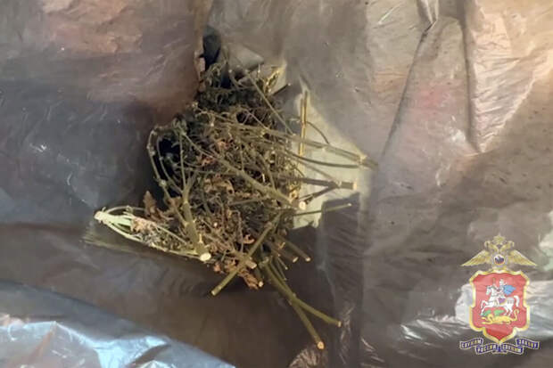 Житель Подмосковья семь лет выращивал коноплю в аредованном доме и попался