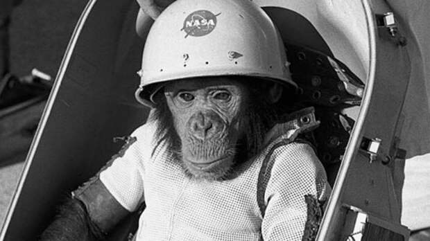 Первый примат-космонавт - шимпанзе Хэм