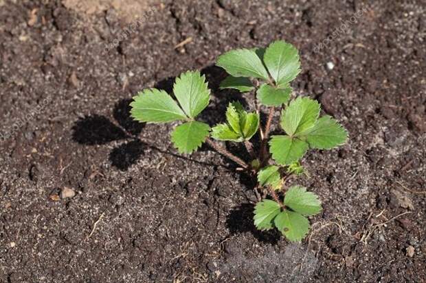 Чем опрыскать клубнику весной от пятнистости. Проверенное средство! Чем опрыскать клубнику весной от пятнистости. Проверенное средство!