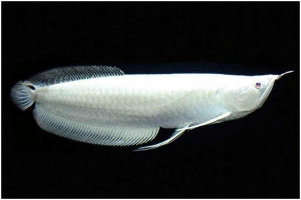 Платиновая арована – рыбка белого цвета, длиной около 40 сантиметров. аквариум, богато, дорого, идиоты, необычно, рыбка, факт