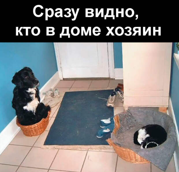 изображение: Сразу видно, кто в доме хозяин #Котоматрицы