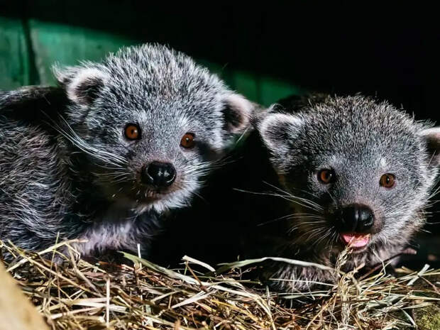 В Новосибирском зоопарке родились три детёныша бинтуронга