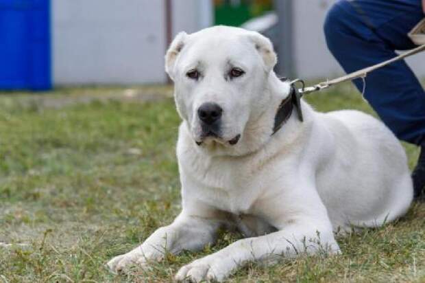 Кинолог рассказал, как выбрать передержку для собаки в Новый год