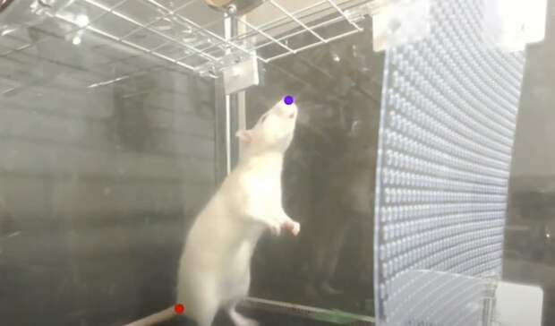 Крысы могут танцевать! У них обнаружили чувство ритма