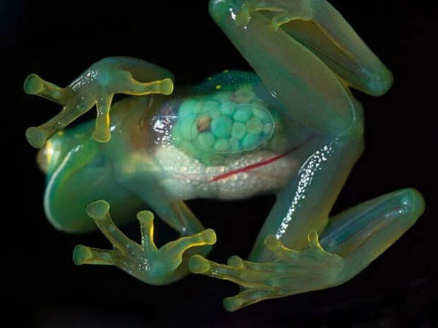 Почему лягушки окрашены в разные цвета?