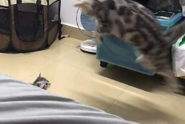 Кошка в воздухе Кошка в полете