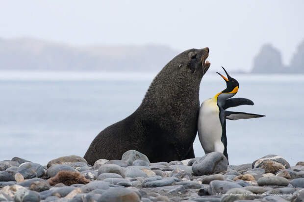 Призеры конкурса фотографий Comedy Wildlife Photography Awards 2019