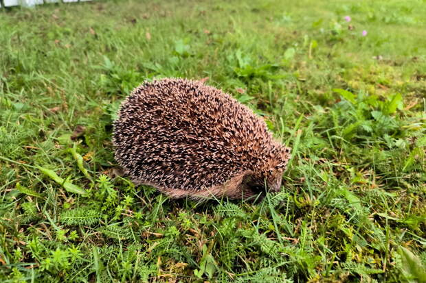Москвичам назвали время пробуждения ежей