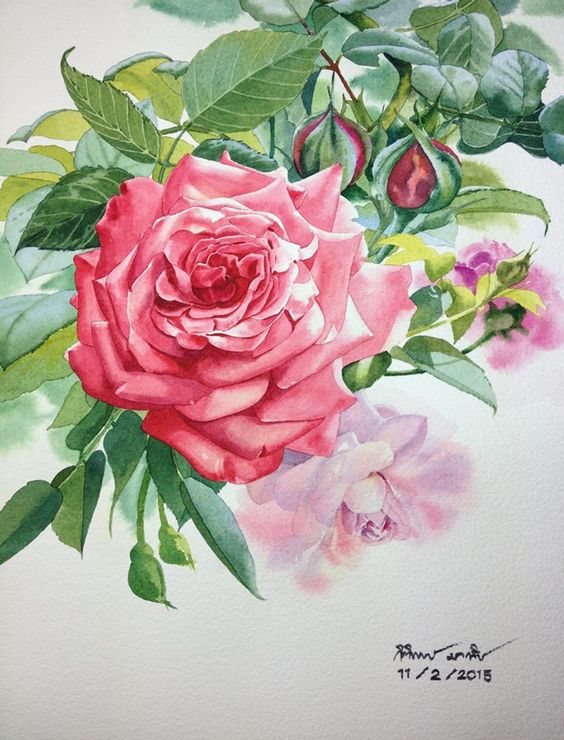 Pink rose Watercolor on paper: