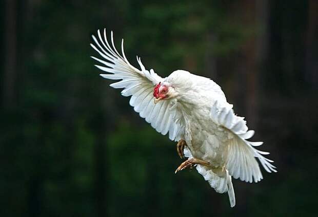 Самый длинный из зарегистрированных полетов курицы длился 13 cекунд. животный мир, информация, юмор
