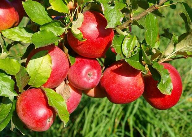 Купить саженцы яблони в Иркутске.jpg