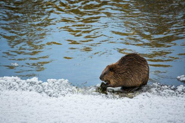 Фото: Yellowstone National Park/flickr.com