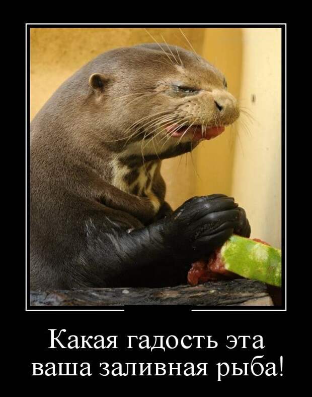 Демотиваторы (30 фото)