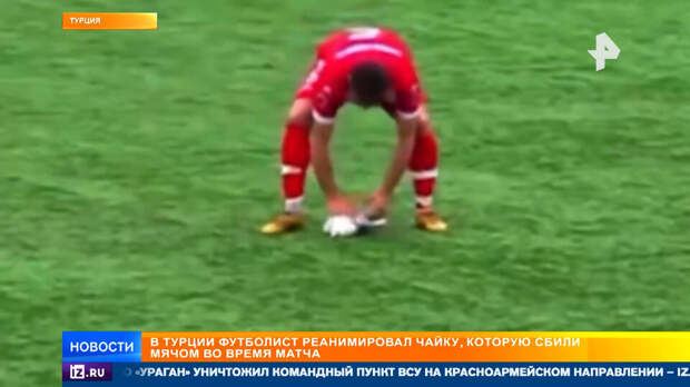 Футболист реанимировал чайку, сбитую мячом во время матча