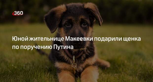 Пушилин: девочке из Макеевки подарили щенка по поручению Путина