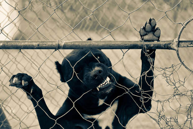 "КП": сибирячку обвинили в жестоком обращении с собаками, взятыми на передержку