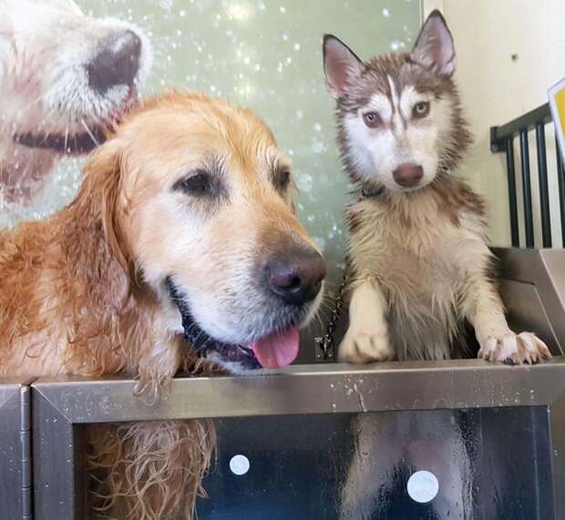 Две шкодливых собаки дружно уничтожили кабинет хозяина дружба животных, забавно, история, питомцы, собаки, фото