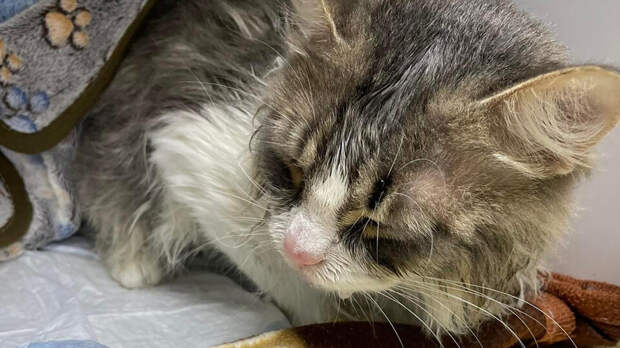 В Челябинске кот более 10 минут полоскался в стиральной машинке и выжил