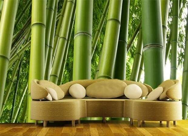Бамбук в квартире