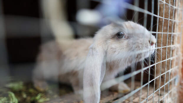 Зараженные вирусом: изуродованных кроликов с щупальцами заметили в США