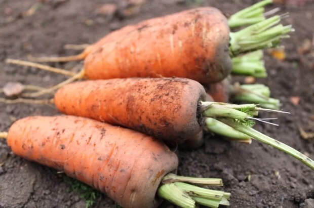 Агроном Терентьев рассказал, почему не всходит морковь