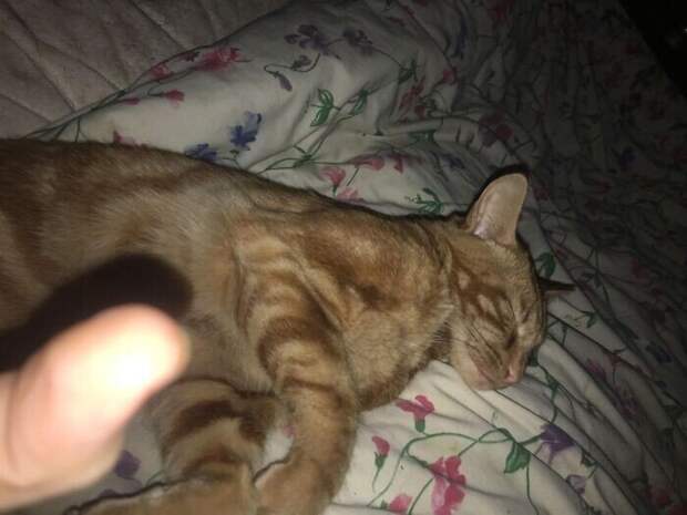 Внезапные котейки, которые неожиданно заявились к людям