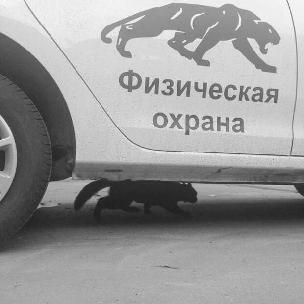 Подборка картинок. Дневной выпуск (30 фото)