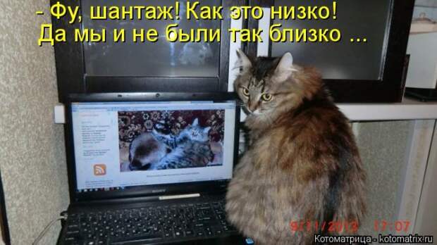 Забавные животные (50 фото)