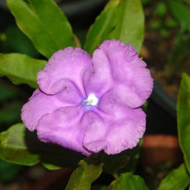 The beautiful Brunfelsia grandiflora flower.