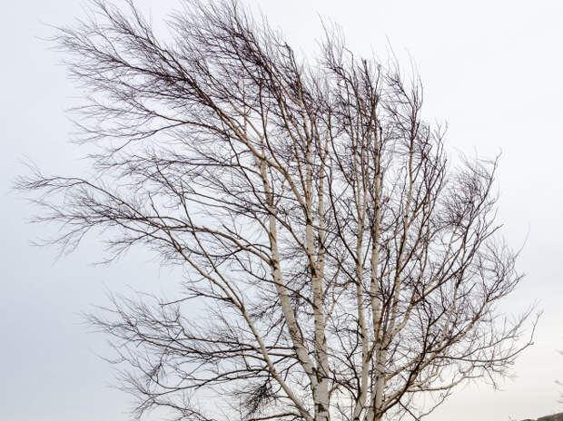 В Самарской области объявили желтый уровень опасности из-за сильного ветра