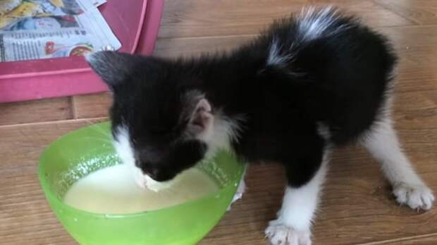 Котенок пьет молоко Котенок и молоко
