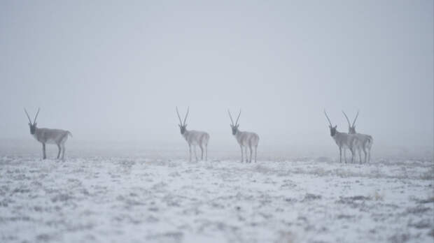 Климатическая аномалия: самую сухую пустыню мира в Чили засыпало снегом
